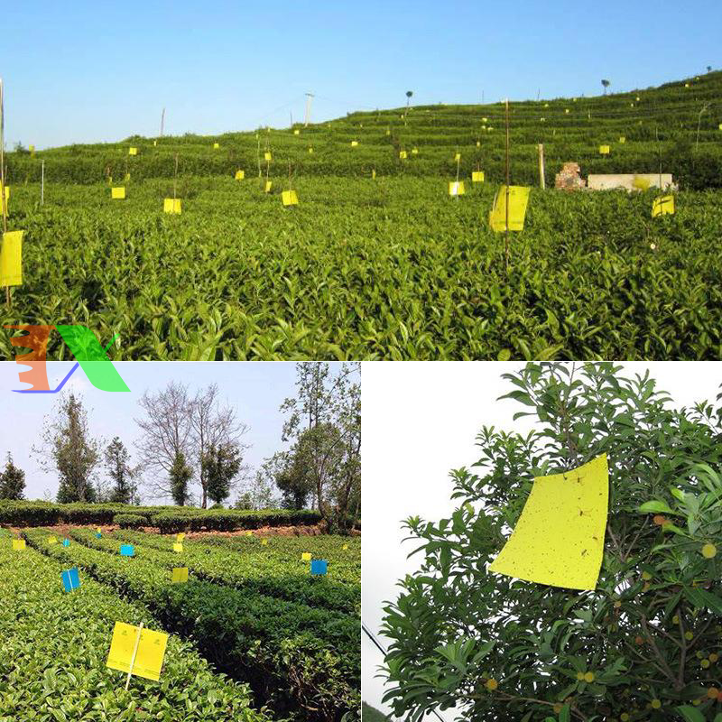 Cách treo tấm dính bắt ruồi vàng